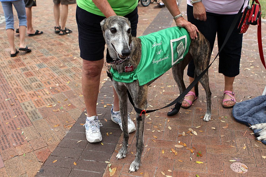 Casey acted as a donation dog for the Racing Dog Rescue Project.