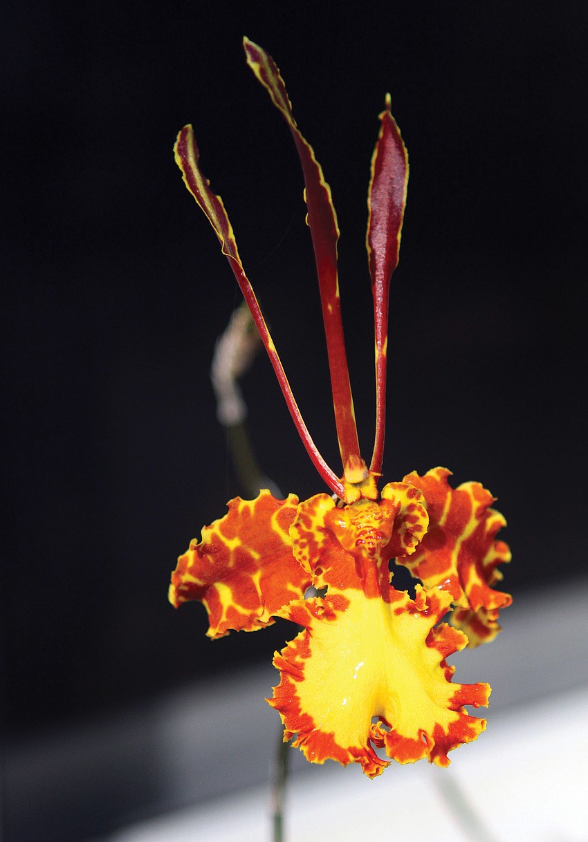 Although the butterfly orchid does not attract butterflies, itâ€™s a fitting addition to the garden.