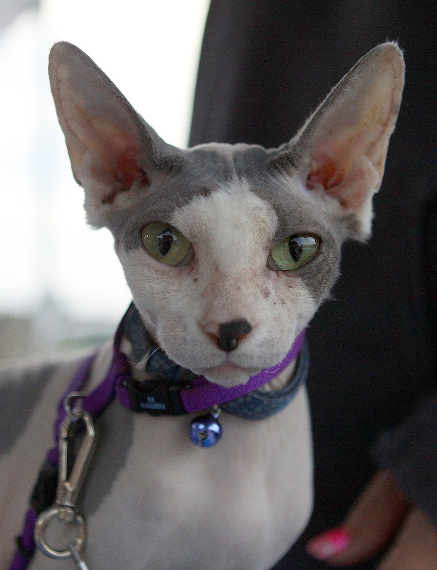 Whoa, a sphynx