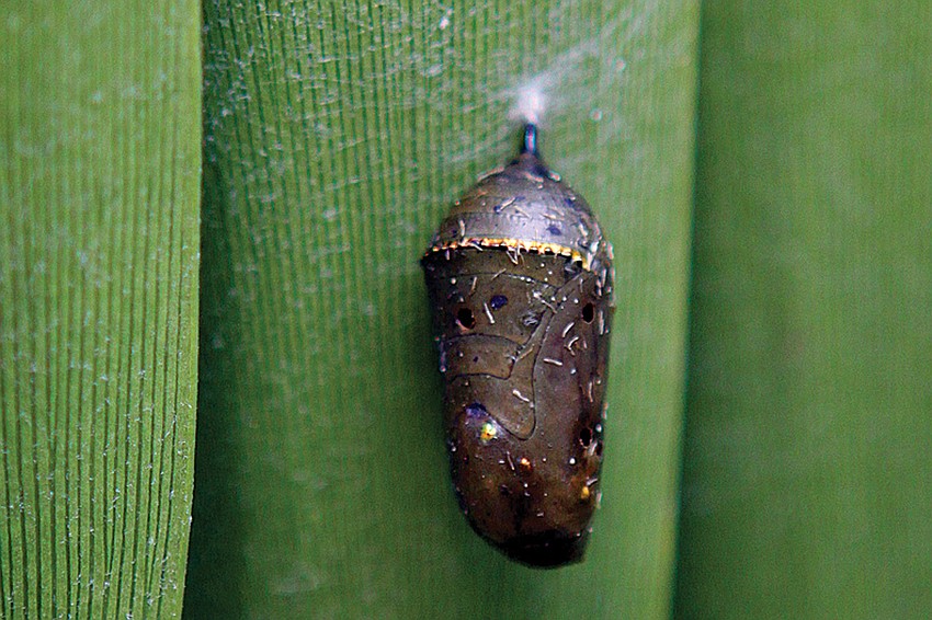 A monarch chrysalis is attached to a leaf on a cardboard plant at the Hayneses' home.