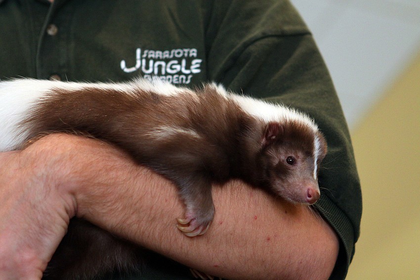 Mocha the skunk cuddles up in Jeremiah Nichol's arms, Thursday, Jan. 12, inside the Parish Hall at St. Boniface.
