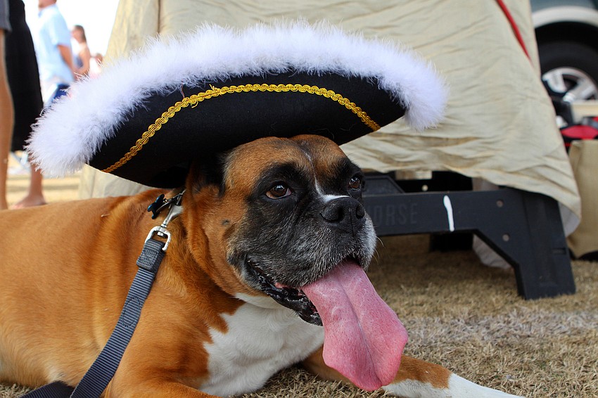 Mattie wears a festive hat, Sunday, Jan. 22, out at the Sarasota Polo Grounds.