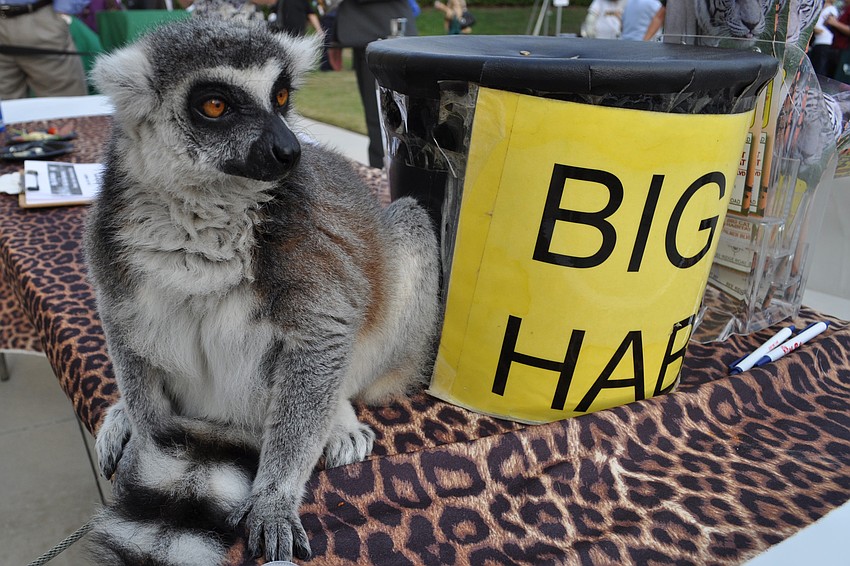Gremlin, a ring-tailed lemur from Big Cat Habitat, ate raisins.