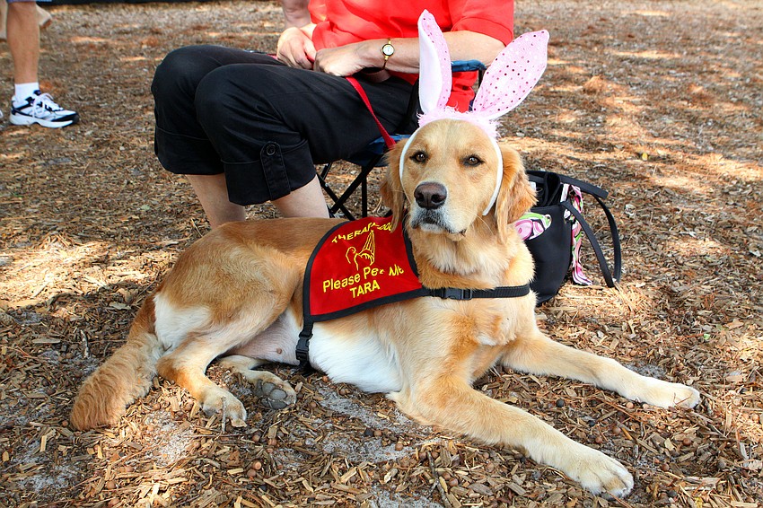 Therapy dog Tara wore bunny ears, Saturday, March 31, at the Face Autism Egg Hunt at Ashton Elementary.