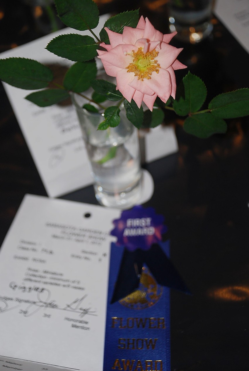 One of Ron Malloryâ€™s miniature roses. Mallory won first place in his group Rosa Miniature
