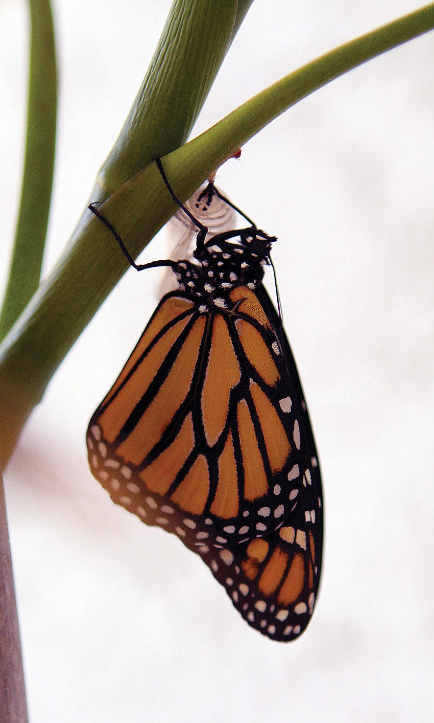 A newborn butterfly dries its wings while staying close to its chrysalis on a bamboo plant.