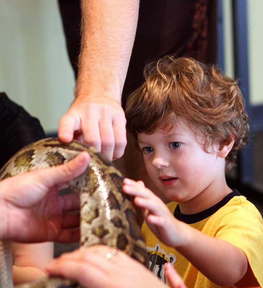 Cash Murphy touches Lucky, a Burmese python, Thursday, Jan. 12, inside the Parish Hall at St. Boniface.