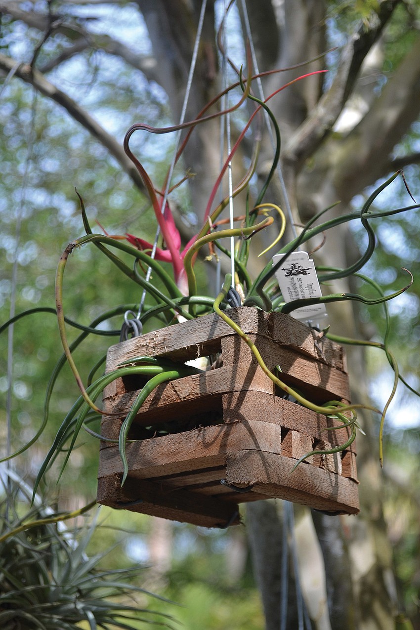 A hanging epiphyte