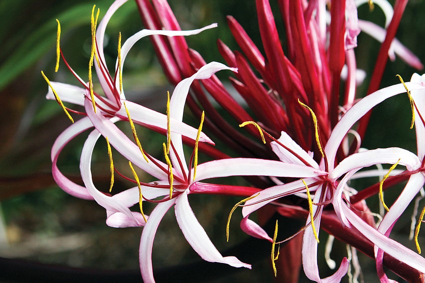 Queen Emma crinum lilies