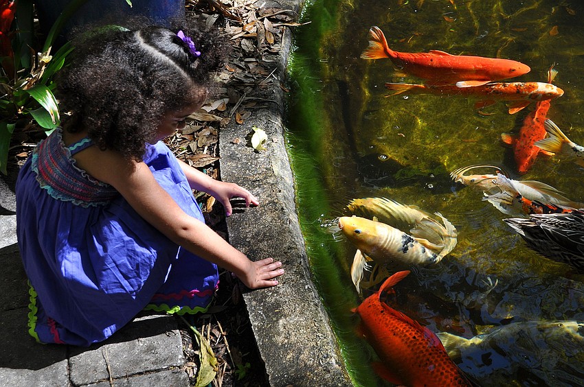 Marley Miller, 3, had fun looking and interacting with the Koi fish.