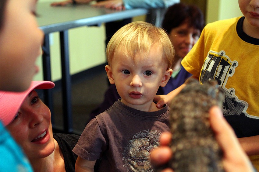 Max Murphy was a little unsure of Tinkerbell, the alligator that visited St. Boniface's preschool, Thursday, Jan. 12, inside the Parish Hall at St. Boniface.