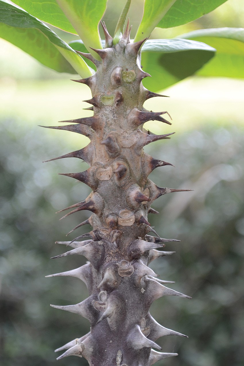This Crown of Thorn blooms year-round in red or pink shades and is available in dwarf varieties.