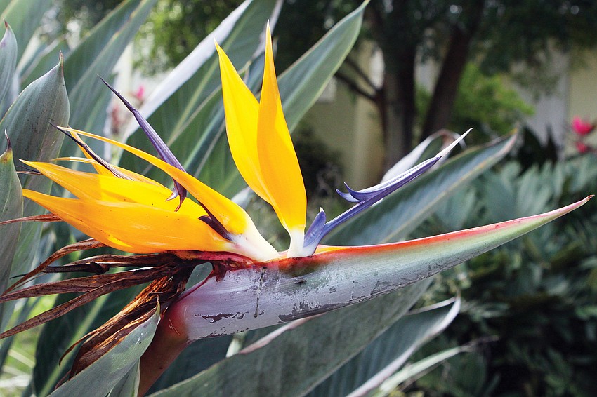 Orange bird of paradise