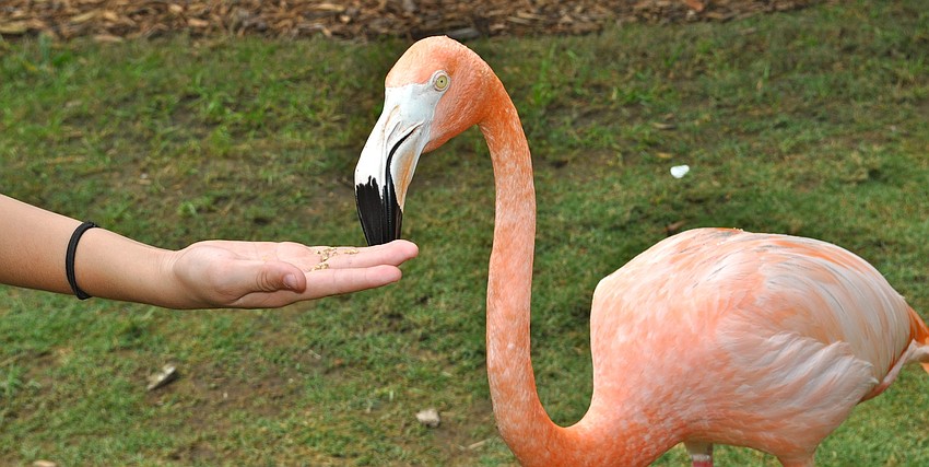 Flamingo feeding time