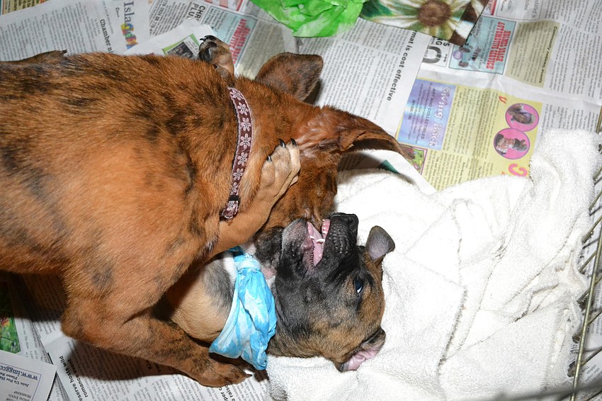 Auction puppies played around at the event.