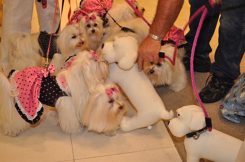 Dan Blazowichâ€™s dogs sniffed this toy dog to see if he was real.