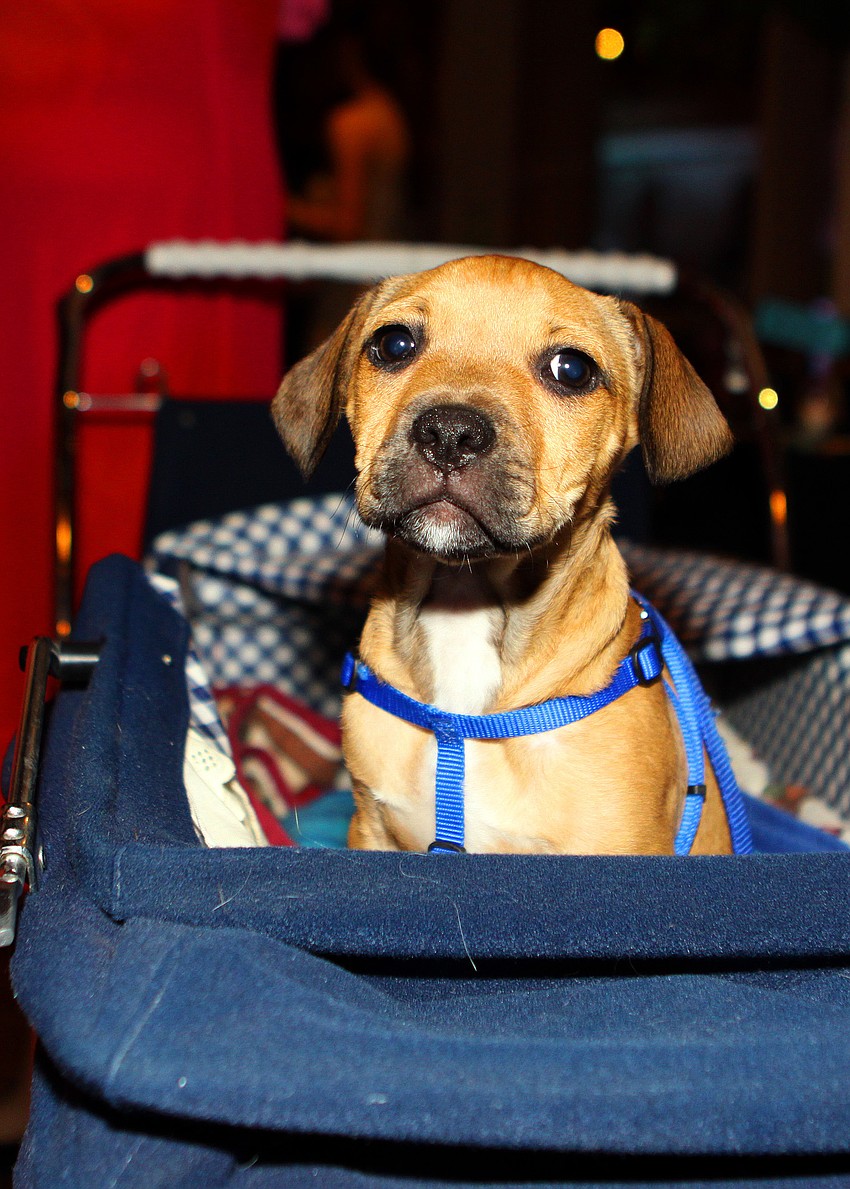 Solomon was a puppy up for auction.