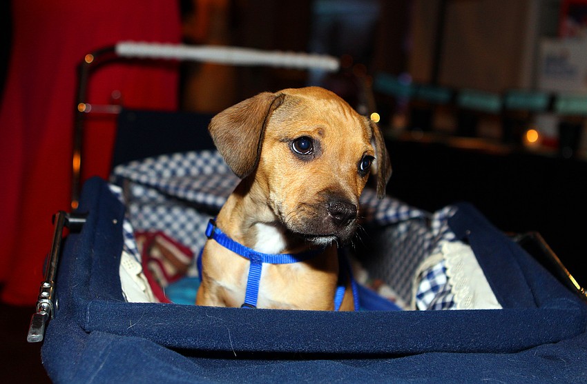 Solomon was a puppy up for auction.