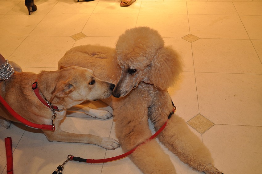 Sophie and Behta snuggle