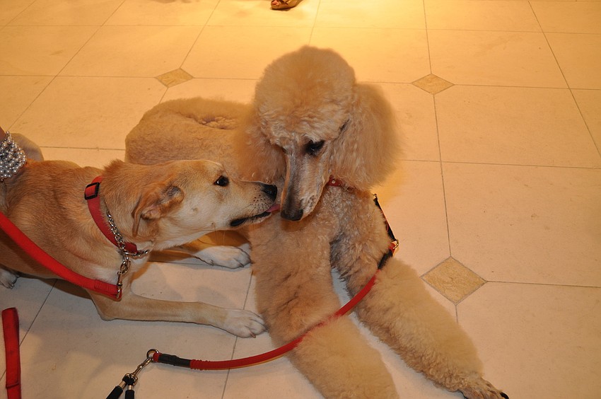 Sophie and Behta snuggle