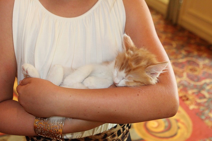 Oscar sleeps soundly during the Paws on the Catwalk event.