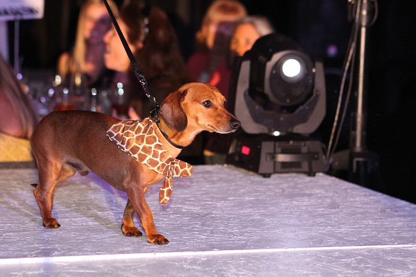 Models walked the runway in fashions by Shore, Banana Republic, Cache, Gap Kids, Martin Freeman and Sarasota Bride.