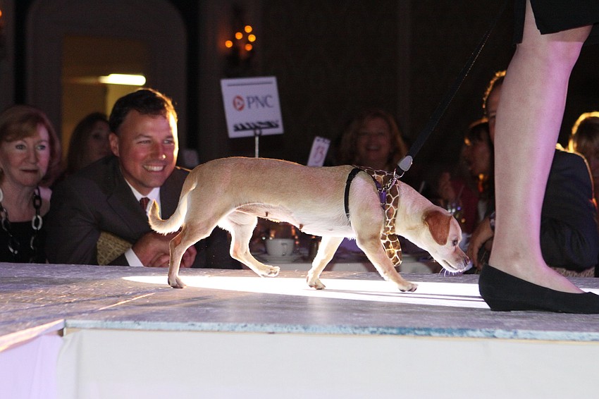 Models walked the runway in fashions by Shore, Banana Republic, Cache, Gap Kids, Martin Freeman and Sarasota Bride.