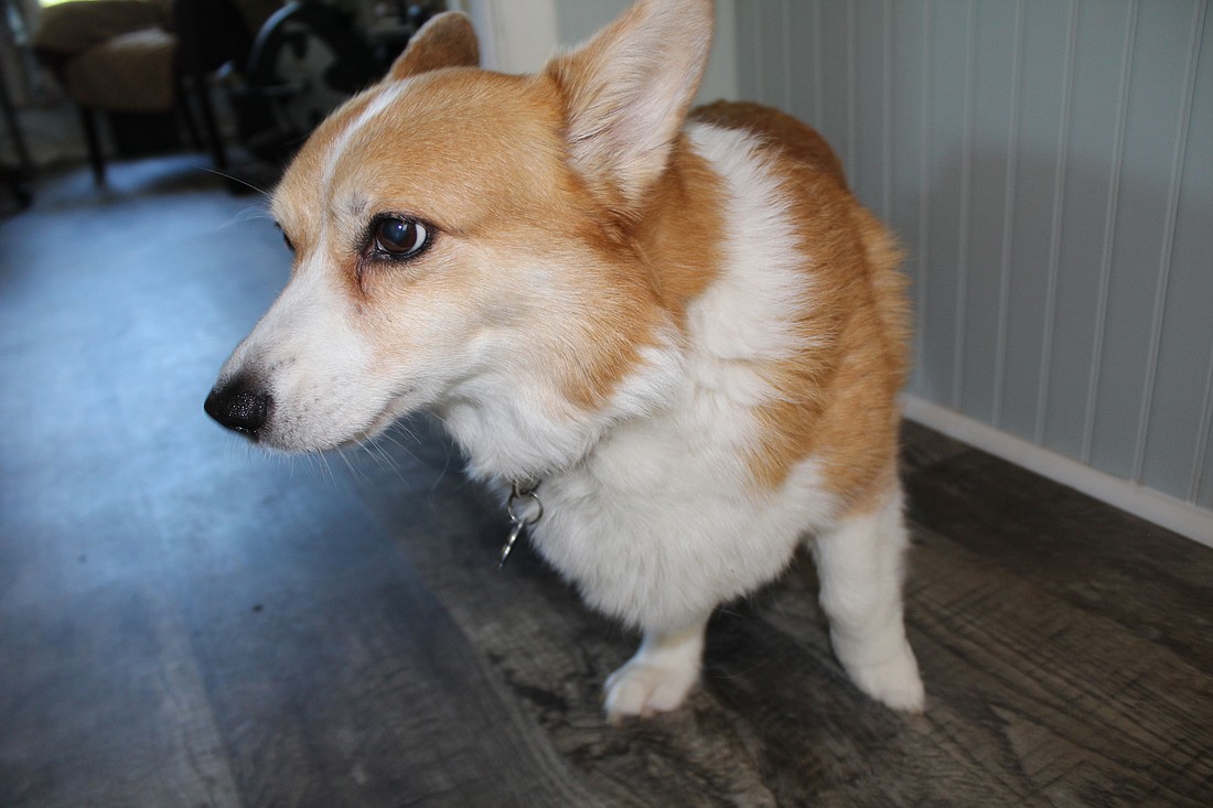 There are two things Kodi doesn't like: Having his paws touched and posing for pictures. Photo by Jacque Estes