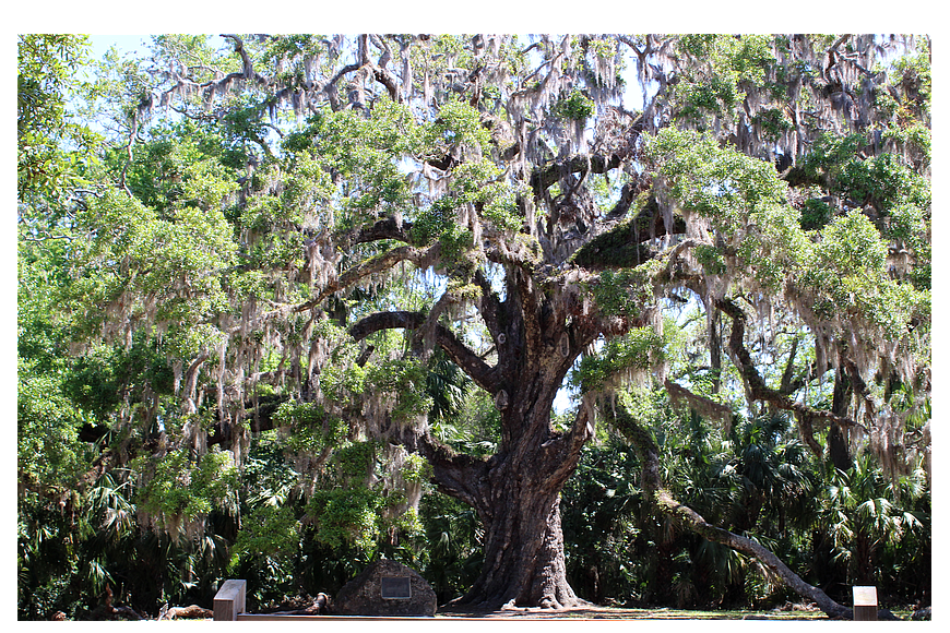 The Fairchild Oak at Bulow Creek State Park. File photo