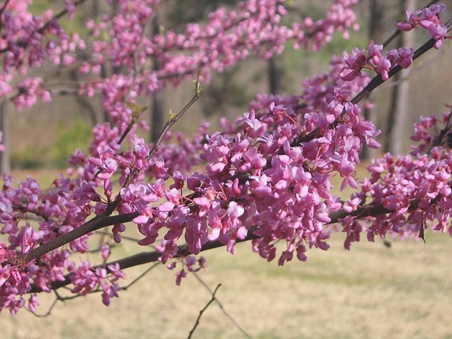 Cercis Canadensis is one of the varieties available at the Arbor Day celebration. Image courtesy of the National Park Service