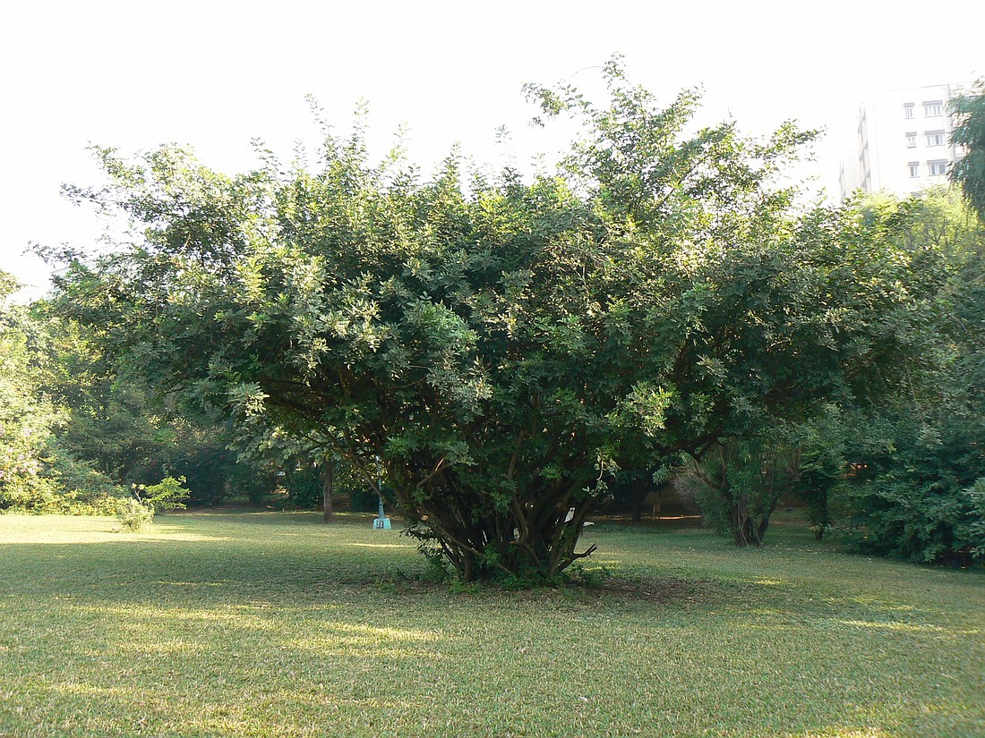 Brazilian pepper tree. Photo by Dinesh Valke
