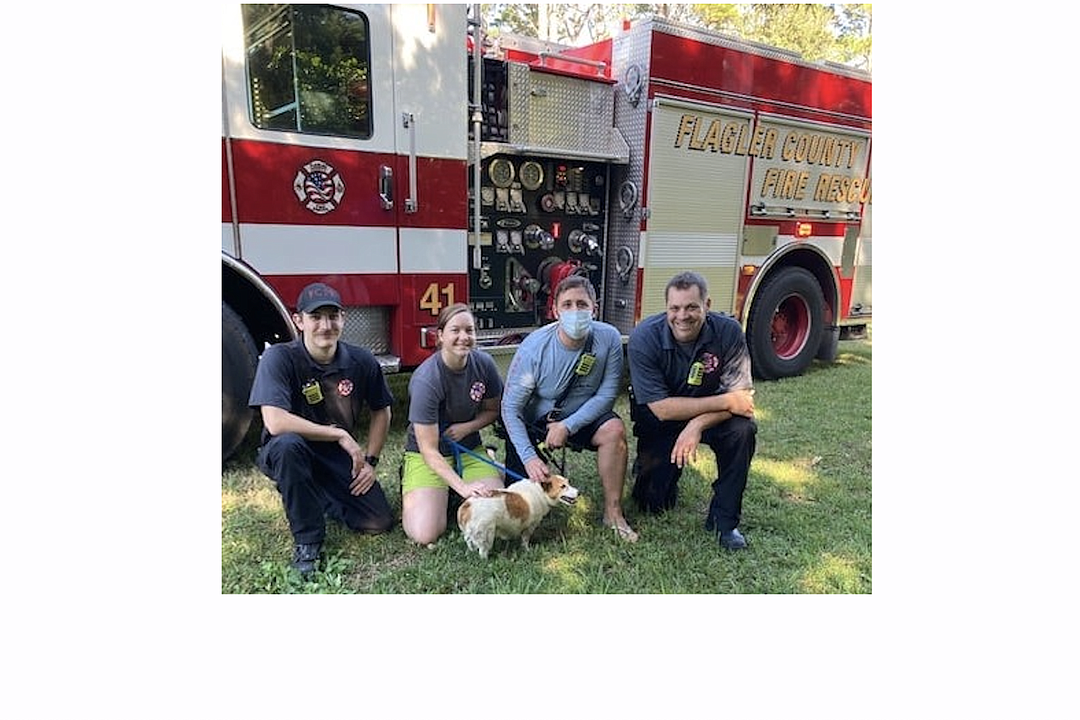 Firefighters rescue blind, missing dog stuck in mud along steep