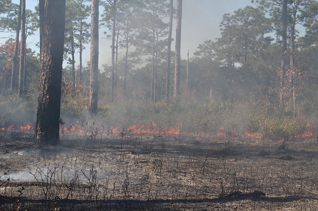 Low flame clears the underbrush. Courtesy photo
