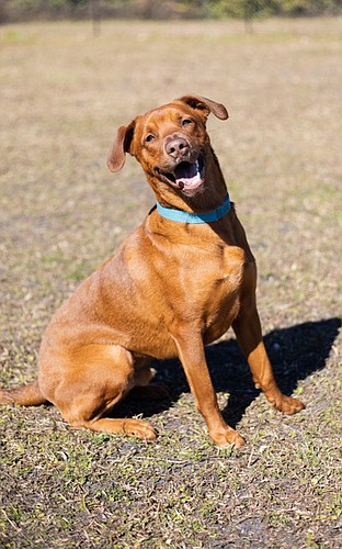 Wilbur - 2 years old neutered male Redbone Coonhound mix