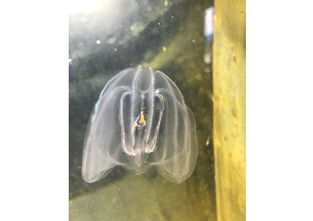 Mnemiopsis leidyi'the warty comb jelly'from one of the tanks where Allison and her team keep their ctenophores. Courtesy photo