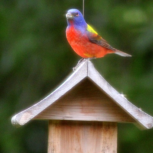 The Painted Bunting