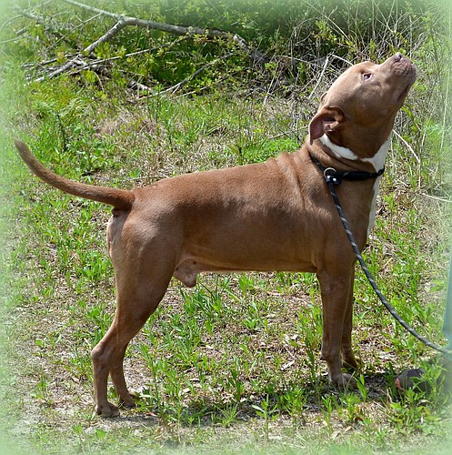 BigBoy - ready to be adopted at the Flagler Humane Society. Courtesy photo