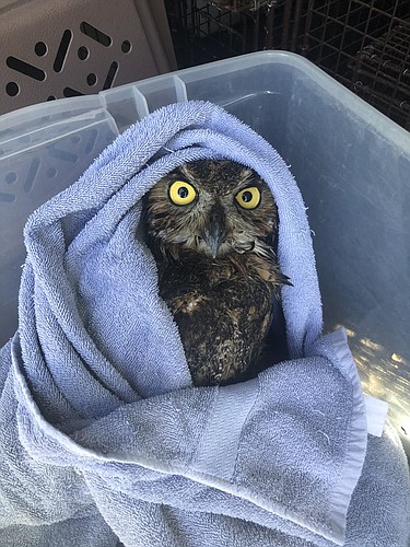 The rescued screech owl. Courtesy photo