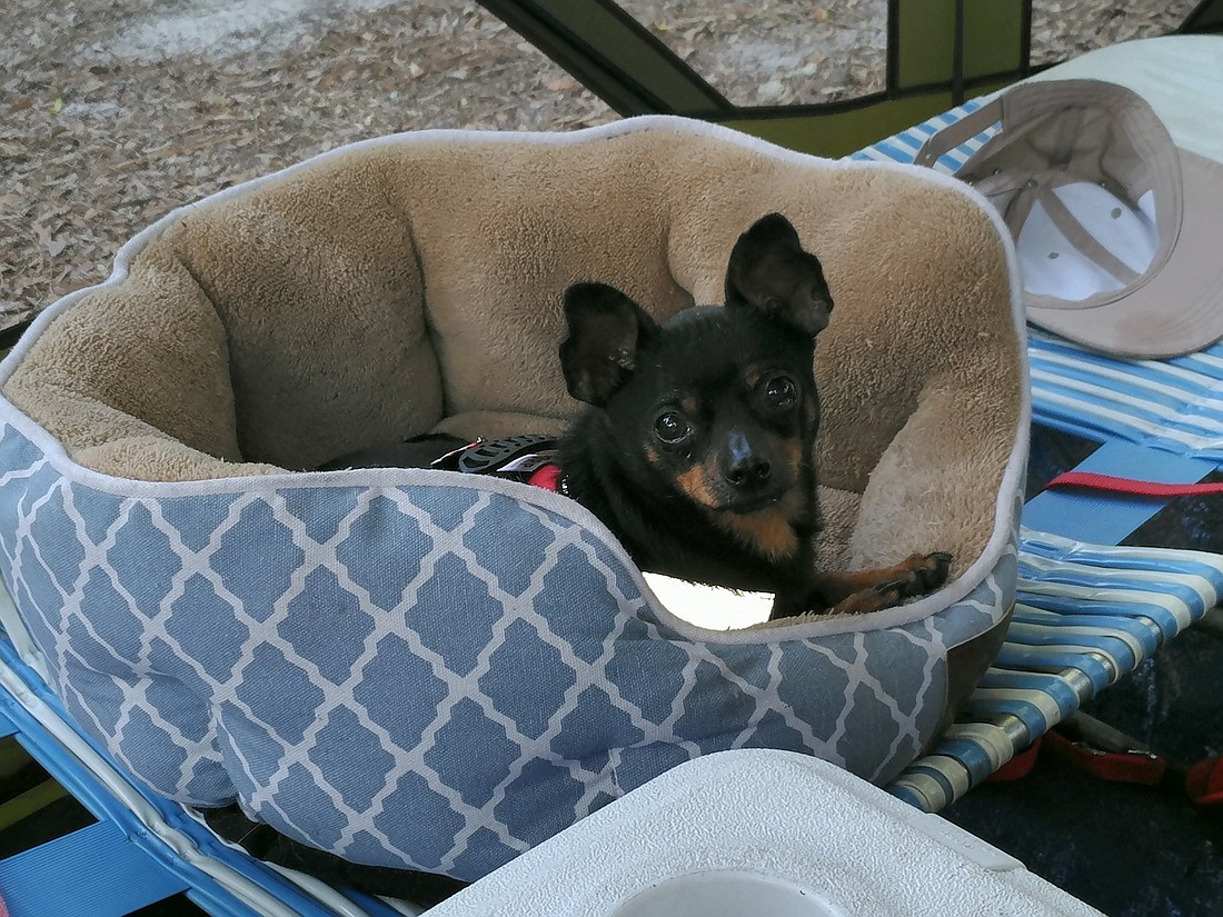 Tony the Chihuahua. Courtesy photo