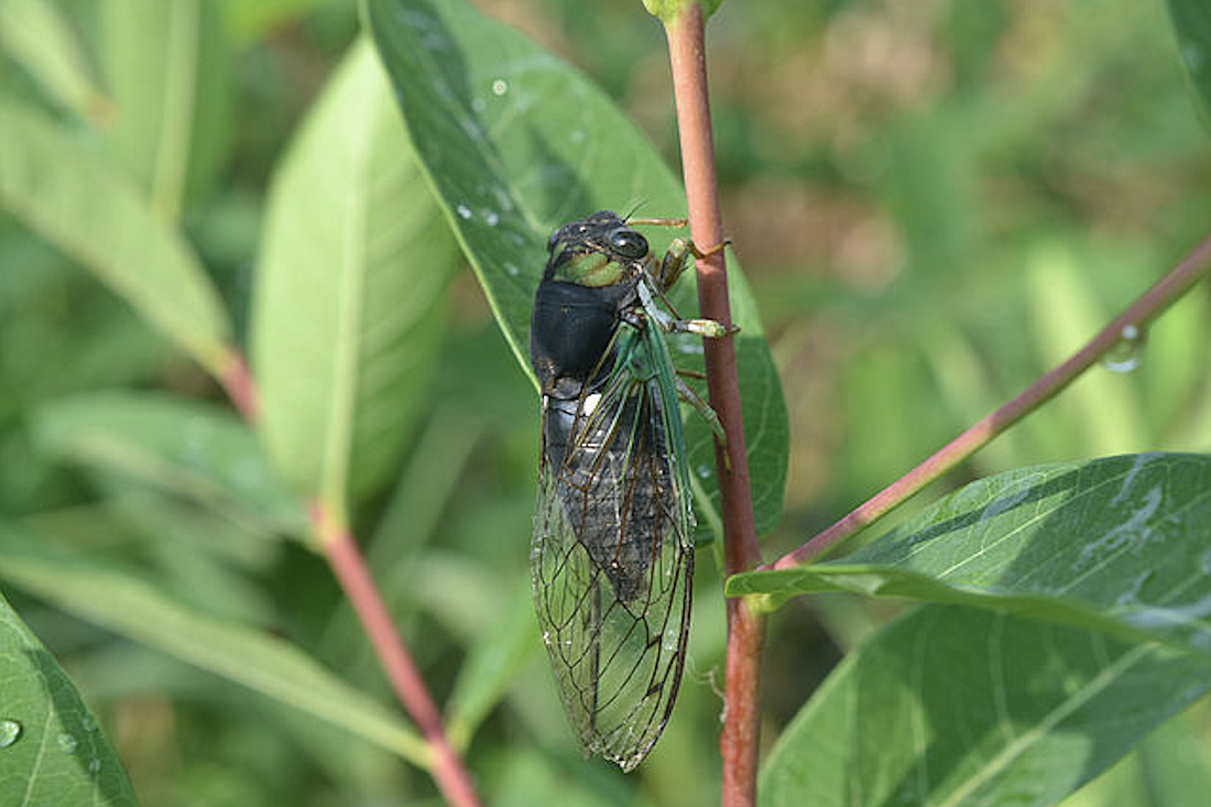 The swamp cicada. Photo from Wikimedia Commons