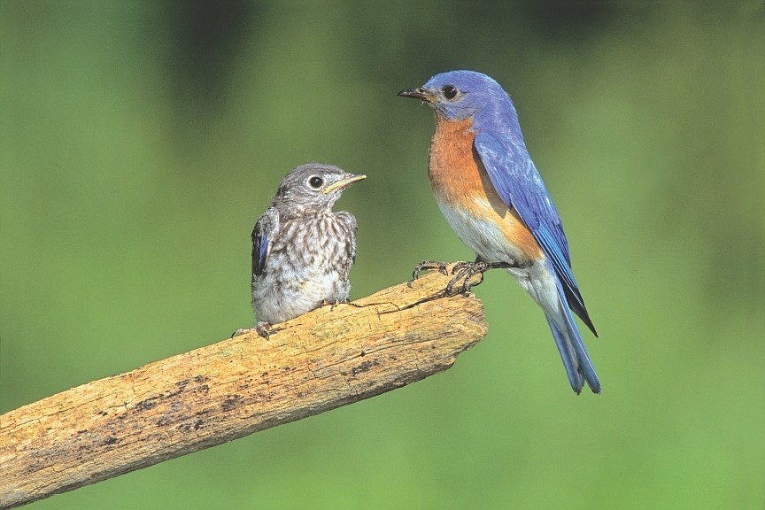 Eastern bluebirds. Courtesy photo