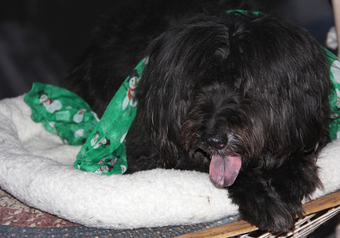 Trip-E may have lots of hair, but he also needs a warm bed on these cold nights. Photo Jacque Estes