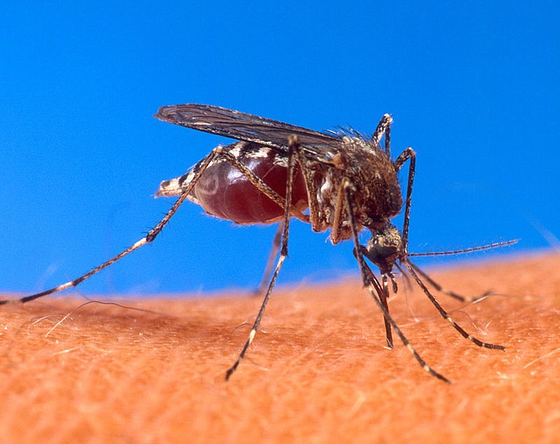 The mosquito is the pest you don't want to "adopt." Courtesy photo