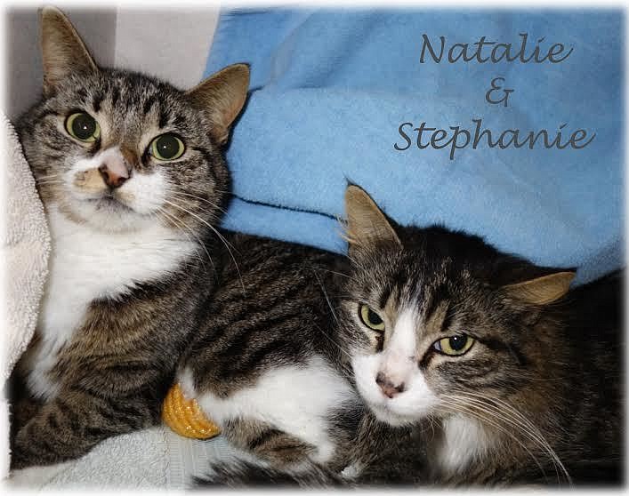 Special needs animals, like Natalie and Stephanie, need loving homes. Courtesy photo
