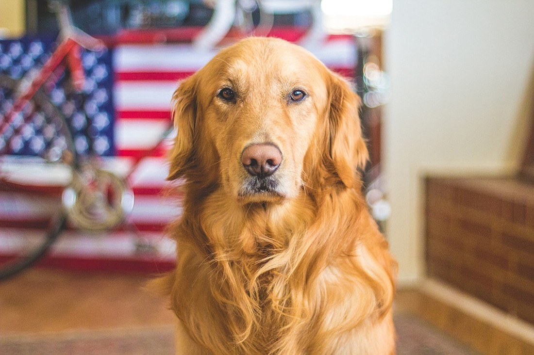 Please  remember combat veterans and our pets before setting off backyard fireworks. Courtesy photo