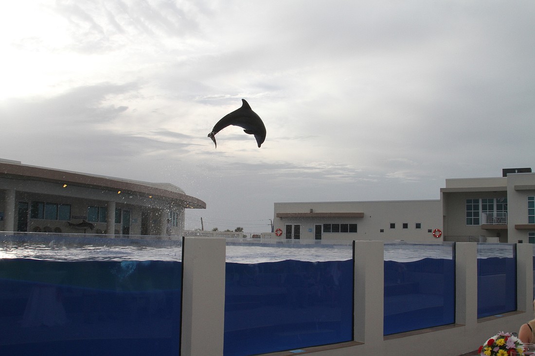 A dolphin soars above Marineland in this file photo. Gov. Rick Scott says that when he took office, there were about 82 million annual visitors to Florida, but thanks in part to Visit Florida that number has risen to 110 million.