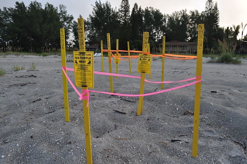Turtle Watch volunteers mark off nests using wooden stakes and tape.