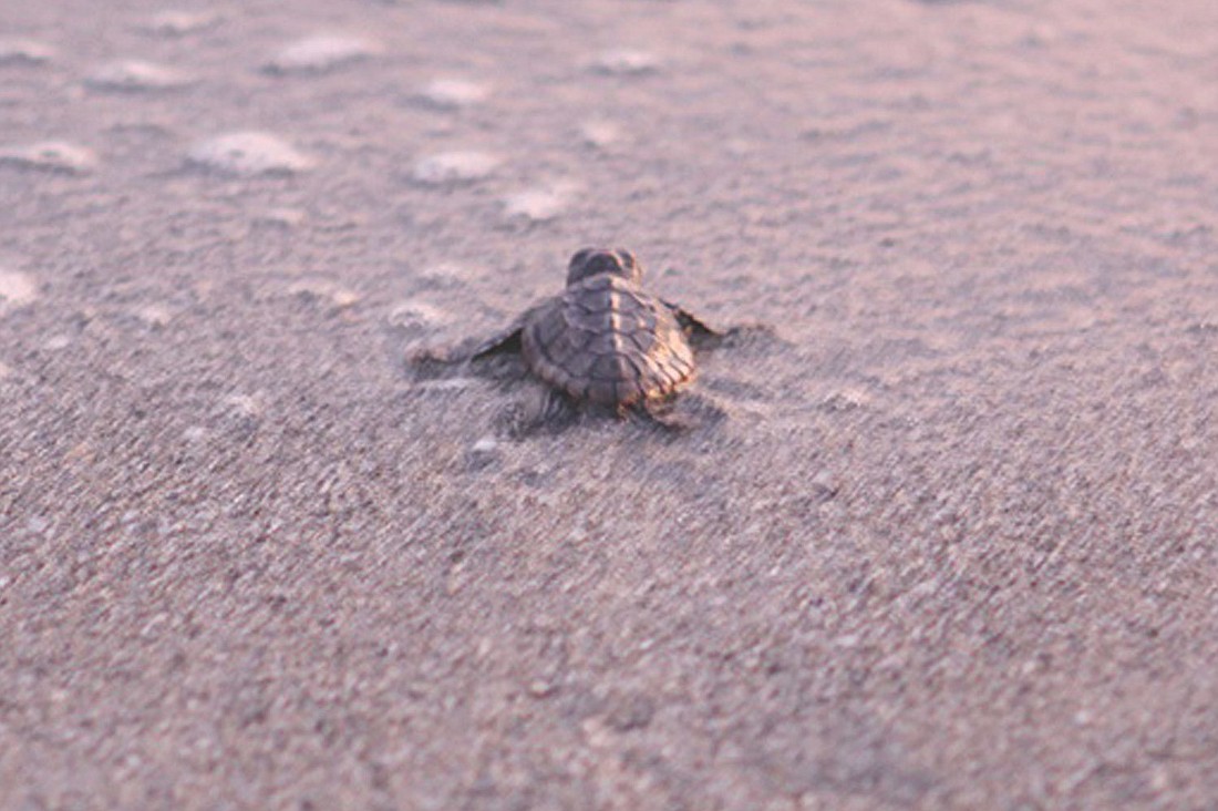 A sea turtle nest generally hatches 60 days after the nest is laid. File photo.