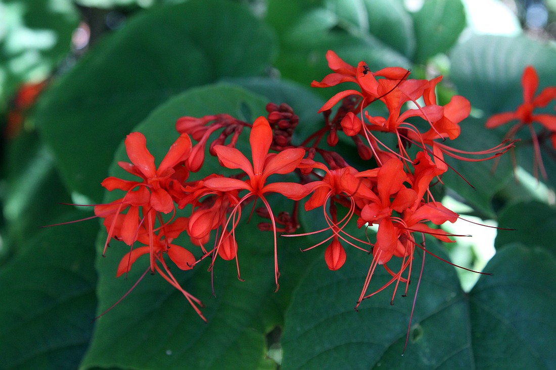 A deep-shade blooming bush, the scarlet flower of a Javanese glorybower