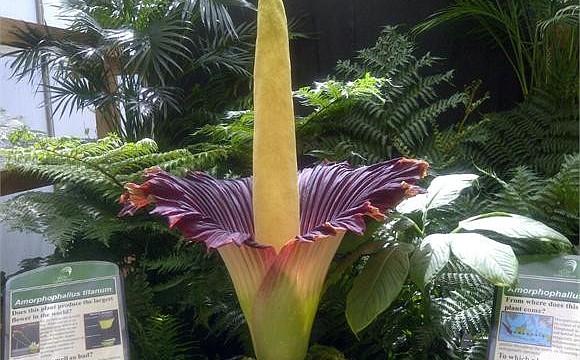Witness Seymour the Corpse Flower in bloom today. Hurry â€” this rare flower's bloom and pungent odor won't last long! (Photo courtesy of Selby Gardens)